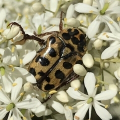 Neorrhina punctatum (Spotted flower chafer) at Bungendore, NSW - 31 Dec 2016 by yellowboxwoodland