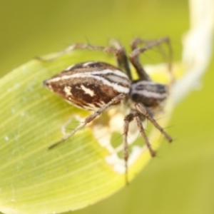 Oxyopes sp. (genus) at O'Connor, ACT - 3 Dec 2016 05:07 PM