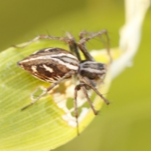 Oxyopes sp. (genus) at O'Connor, ACT - 3 Dec 2016