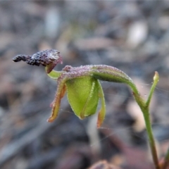 Caleana minor (Small Duck Orchid) at Aranda Bushland - 30 Dec 2016 by CathB