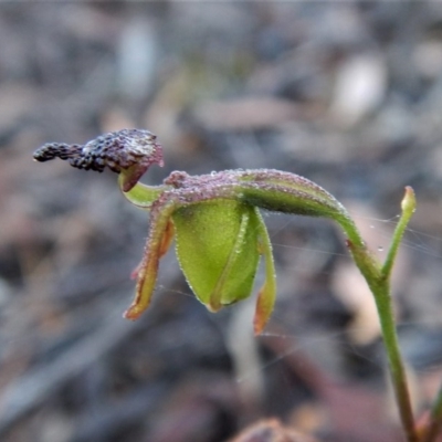 Caleana minor (Small Duck Orchid) at Aranda Bushland - 31 Dec 2016 by CathB