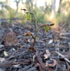 Caleana minor at Aranda, ACT - 31 Dec 2016