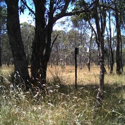 Unidentified at Mulligans Flat - 30 Dec 2016 by MulligansFlat1