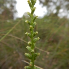 Microtis parviflora (Slender Onion Orchid) at Belconnen, ACT - 18 Dec 2016 by CathB