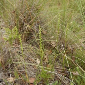 Microtis parviflora at Belconnen, ACT - suppressed