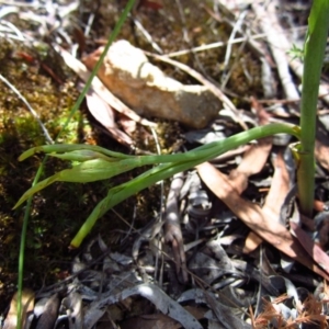 Calochilus platychilus at Cook, ACT - 9 Dec 2016