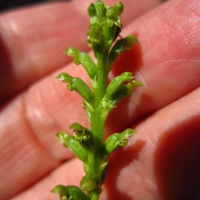Microtis parviflora (Slender Onion Orchid) at Cook, ACT - 14 Dec 2016 by CathB