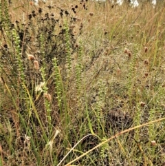 Microtis parviflora at Cook, ACT - suppressed