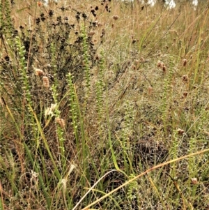 Microtis parviflora at Cook, ACT - 14 Dec 2016