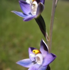 Thelymitra sp. (A Sun Orchid) at Cook, ACT - 25 Oct 2014 by CathB