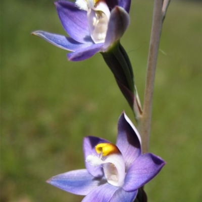 Thelymitra (Genus) (Sun Orchid) at Cook, ACT - 25 Oct 2014 by CathB
