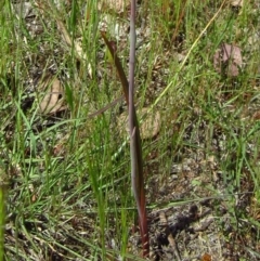 Thelymitra sp. at Cook, ACT - 25 Oct 2014