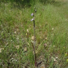 Thelymitra (Genus) at Cook, ACT - suppressed