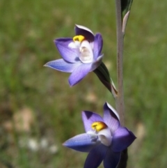 Thelymitra sp. at Cook, ACT - 25 Oct 2014