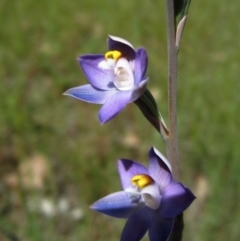 Thelymitra (Genus) at Cook, ACT - suppressed