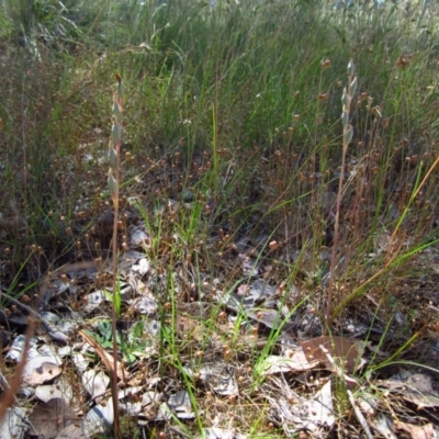 Thelymitra (Genus) (Sun Orchid) at Cook, ACT - 9 Dec 2016 by CathB