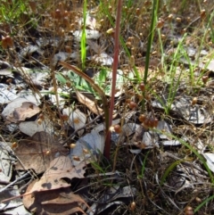 Thelymitra sp. at Cook, ACT - 9 Dec 2016