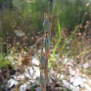 Thelymitra sp. at Cook, ACT - suppressed