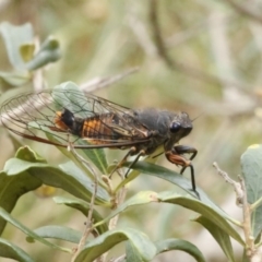 Yoyetta robertsonae (Clicking Ambertail) at O'Connor, ACT - 29 Dec 2016 by ibaird