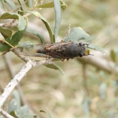 Yoyetta robertsonae at O'Connor, ACT - 29 Dec 2016 11:25 AM