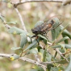 Yoyetta robertsonae at O'Connor, ACT - 29 Dec 2016 11:25 AM