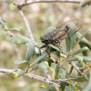 Yoyetta robertsonae at O'Connor, ACT - 29 Dec 2016 11:25 AM