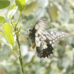 Papilio anactus (Dainty Swallowtail) at O'Connor, ACT - 29 Dec 2016 by ibaird