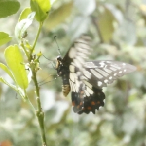 Papilio anactus at O'Connor, ACT - 30 Dec 2016