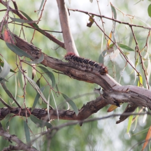 Chelepteryx collesi at O'Connor, ACT - 28 Dec 2016 08:27 AM