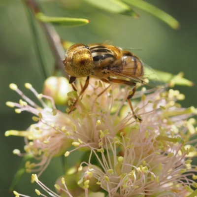 Eristalinus punctulatus (Golden Native Drone Fly) at O'Connor, ACT - 11 Dec 2016 by David