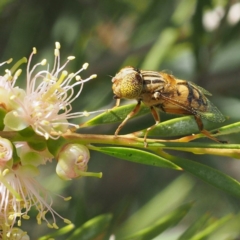 Eristalinus punctulatus at O'Connor, ACT - 11 Dec 2016 10:19 AM