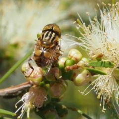 Eristalinus punctulatus at O'Connor, ACT - 11 Dec 2016