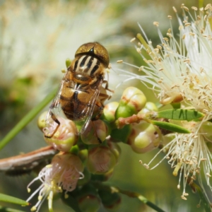 Eristalinus punctulatus at O'Connor, ACT - 11 Dec 2016