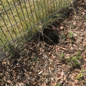 Tachyglossus aculeatus at Merimbula, NSW - 31 Dec 2016 04:07 PM