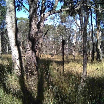 Unidentified at Mulligans Flat - 30 Dec 2016 by MulligansFlat1