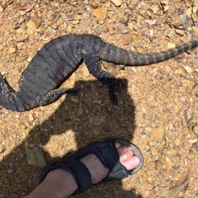 Varanus rosenbergi (Heath or Rosenberg's Monitor) at QPRC LGA - 22 Dec 2016 by CCPK