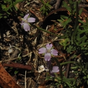 Epilobium sp. at Paddys River, ACT - 31 Dec 2016 02:12 PM