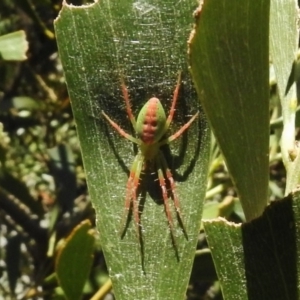 Araneinae (subfamily) at Paddys River, ACT - 31 Dec 2016