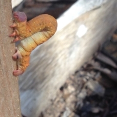 Geometridae (family) IMMATURE at Burra, NSW - 1 Jan 2017