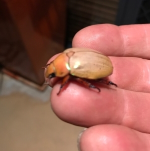 Anoplognathus sp. (genus) at Tura Beach, NSW - 1 Jan 2017 08:03 AM