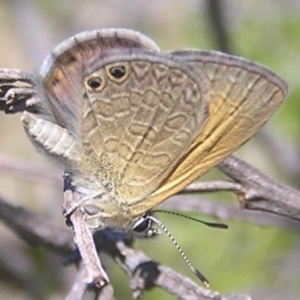 Nacaduba biocellata at Goorooyarroo NR (ACT) - 31 Dec 2016