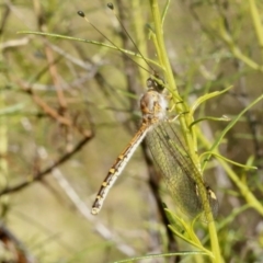 Suhpalacsa sp. (genus) (Owlfly) at Bruce Ridge - 31 Dec 2016 by ibaird