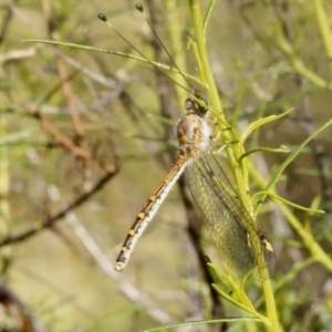 Suhpalacsa sp. (genus) at O'Connor, ACT - 31 Dec 2016