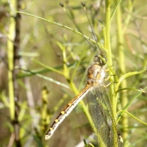 Suhpalacsa sp. (genus) at O'Connor, ACT - 31 Dec 2016