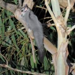 Petaurus notatus (Krefft’s Glider, formerly Sugar Glider) at Greenleigh, NSW - 19 Nov 2015 by CCPK