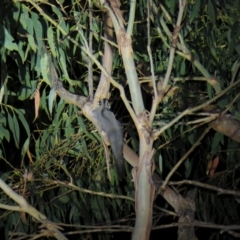 Petaurus notatus at Greenleigh, NSW - 19 Nov 2015