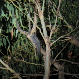 Petaurus notatus at Greenleigh, NSW - 19 Nov 2015 09:07 PM