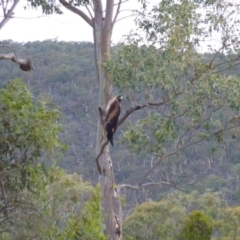 Aquila audax (Wedge-tailed Eagle) at QPRC LGA - 26 Jan 2015 by CCPK