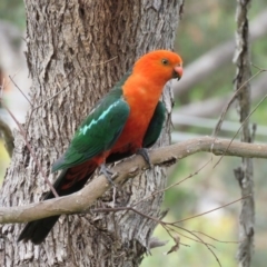 Alisterus scapularis (Australian King-Parrot) at QPRC LGA - 9 Jan 2016 by CCPK