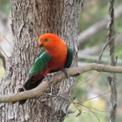 Alisterus scapularis at Greenleigh, NSW - 9 Jan 2016 04:27 PM